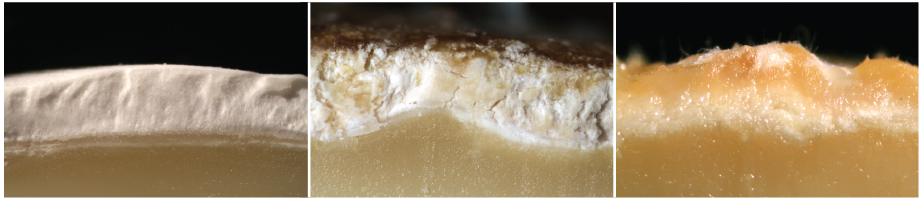 Naturally aged cheeses develop three types of rinds on their surfaces: bloomy rinds (left), natural rinds (middle), washed rinds (right).