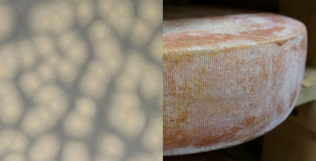 Colonies of Fusarium domesticum growing on plate count agar in the lab (left). Characteristic white frostiness of the same mold growing on a washed rind cheese aged by the Cellars at Jasper Hill.