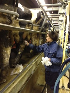 Preparing cows for milking in Hampshire