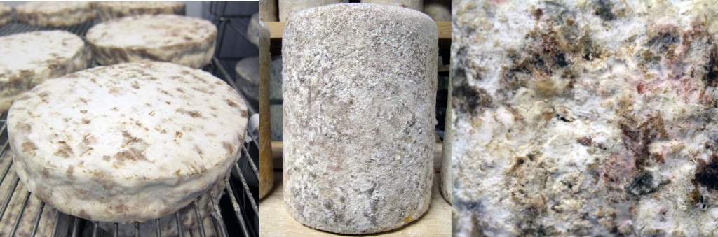 Scopulariopsis growing on a bloomy rind (left) and natural rind (middle) cheese. A closeup view of both white and brown Scopulariopsis growing on the surface of a natural rind cheese. Photos by Benjamin Wolfe.