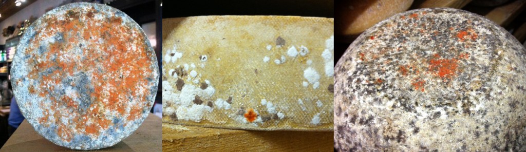Sporendonema casei growing on cheeses from Wisconsin (left), France (center), and the UK (right).