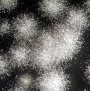 These fuzzy white colonies are the mold Penicillium nalgiovense, the fungus that grows on the surface of salami.