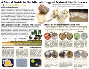 Microscope Cheese Rind A Visual Guide to the Microbiology of Natural Rind Cheese ...