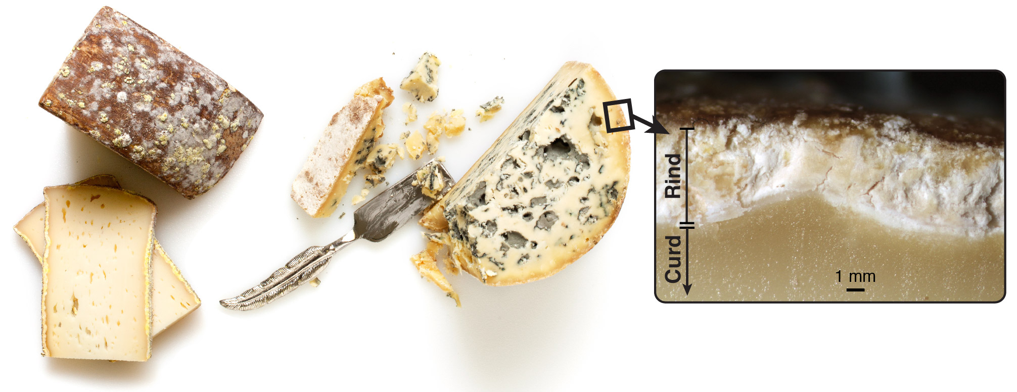A visual guide to the microbiology of natural rind cheese