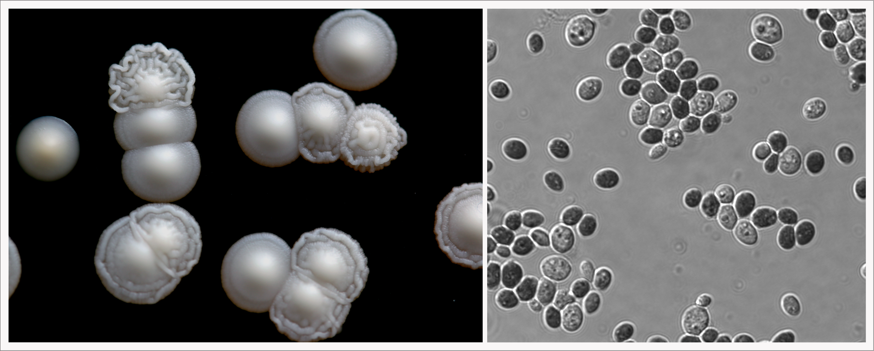 Left: K. humilis is the smallish, pale orange/white colony at the very left (the other colonies are Saccharomyces cerevisiae).  Right: K. humilis cells at magnification. 