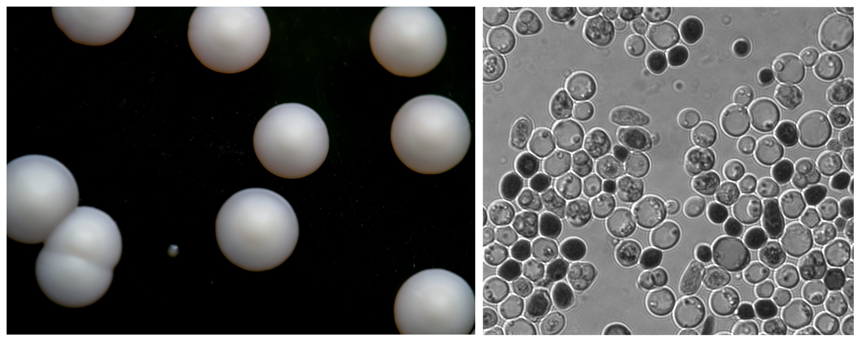 Left: S. bayanus  growing as colonies.  The tiny shiny colony is a bacterial species that snuck onto the yeast plate.   Right: S. bayanus cells at magnification.